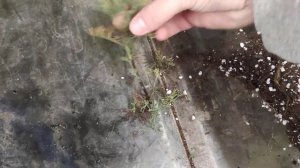 COCA COLA PLANT PROPAGATION Part1