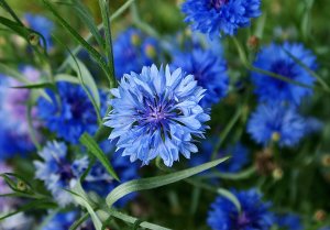 ПОЛЕВЫЕ ЦВЕТЫ   Александр Иванов