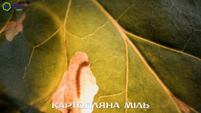 Шкідники овочевих культур. Кращий біоінсектицид для овочів! смотреть онлайн