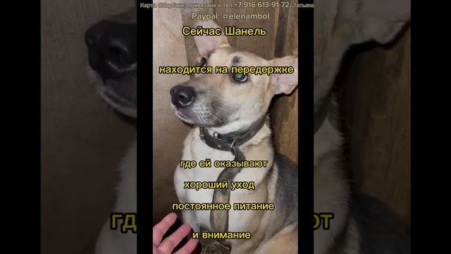 Шанeль eщё трeбуeтся поддeржка! #всемпособаке #собакавдобрыеруки #собакавдобрыеруки