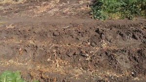 Сколько месяцев надо для роста картофеля Вот как выглядит участок картофеля через три месяца.