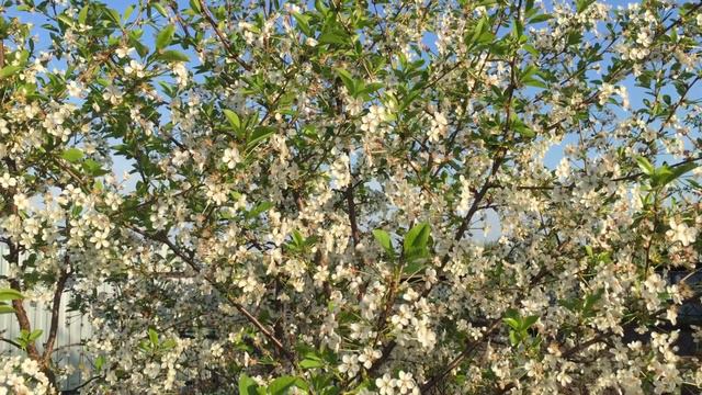 Цветение вишни / Relaxing смотреть онлайн