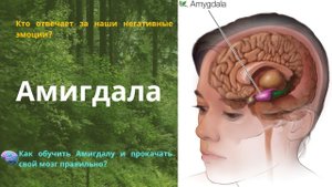 Что такое Амигдала, и как она влияет на наше здоровье. #амигдала