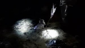 ДРАТХАР И ВЫПЬ БОЛОТНАЯ