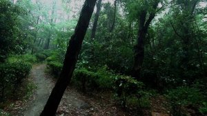 Thunderstorm Heavy Rain Walk in Forest /Rain Sounds Japan