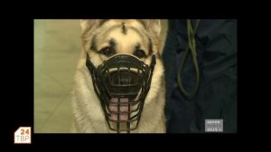 Познакомьтесь, восточно-европейская овчарка | Элита