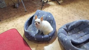 Уход за новорожденными щенками ЧИХУАХУА и их МАМОЙ / Проблемы после КЕСАРЕВА / Щенкам 3 дня  ПРИКОР