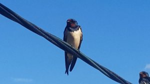 Ласточки или стрижи.. подпустили ооч близко))))