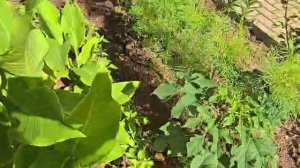 Ежевика и орхидейное дерево на московских плантациях