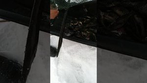 Рыбалка в фитили!