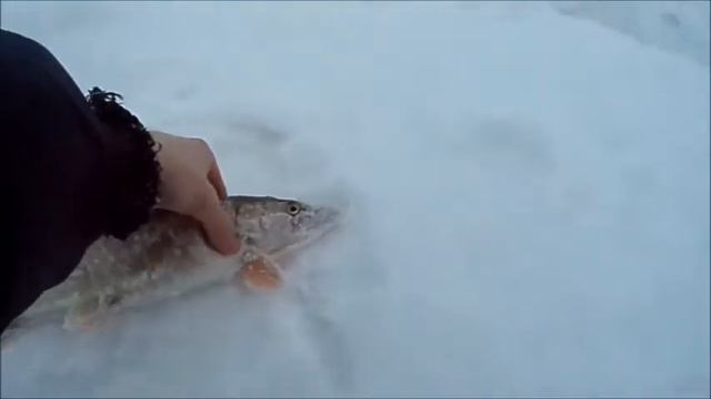 Зимняя рыбалка на щуку в конце зимы- Ловля на уклейку смотреть онлайн