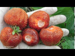ДОЛГОИГРАЮЩАЯ КЛУБНИКА . ЗЕМЛЯНИКА (КЛУБНИКА) ПРЕЗЕНТ СОРТ С РАСТЯНУТЫМ ПЛОДОНОШЕНИЕМ .
