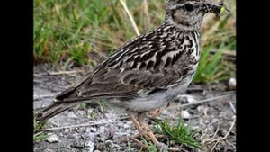 Лесной жаворонок (Юла) Crested Lark ч.4