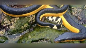 5 САМЫХ ЯДОВИТЫХ МОРСКИХ ЗМЕЙ В МИРЕ