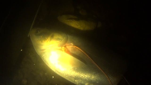 Большие ТОЛСТОЛОБИКИ. Подводная охота на Волге ночью смотреть онлайн