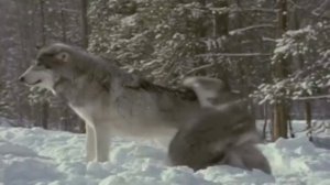 Интересные факты о волках