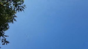 Эффективный способ отучить бойных голубей от деревьев и проводов