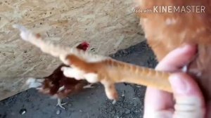Учимся различать возраст несушки, наглядно о каждом