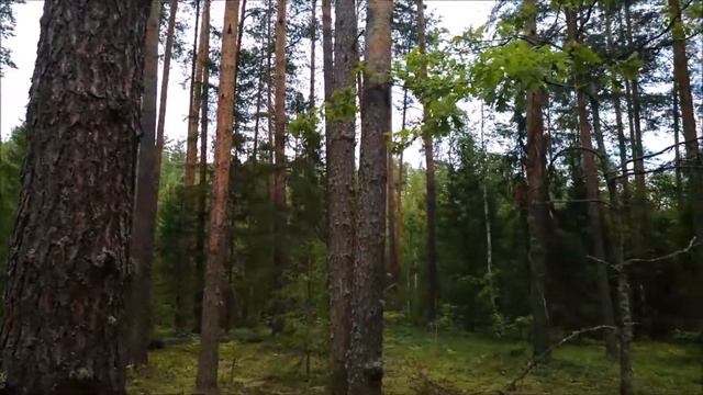 Пустынь