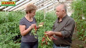 ?️ Острые Перцы на 2021 год. Жгучий вкус. Высокая урожайность.