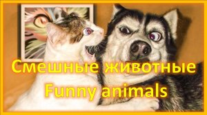 Такая милота! Смешные кошки и собаки