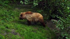 Медведи / Изучаем лесных животных / Как рычат медведи