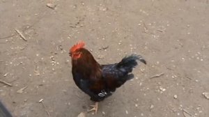 Как  кричит  английский  петух .