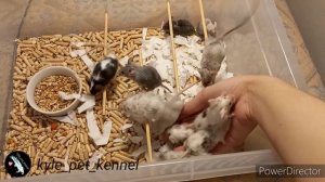 Декоративные мыши, из питомника Kyle, общение с малышами