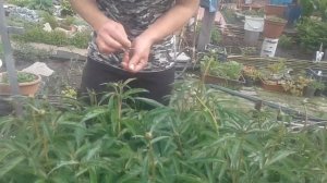 Как получить крупные бутоны у пионов