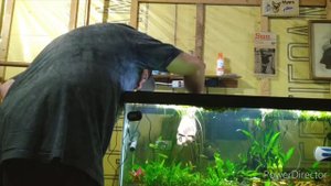 How to propagate Vallisneria?