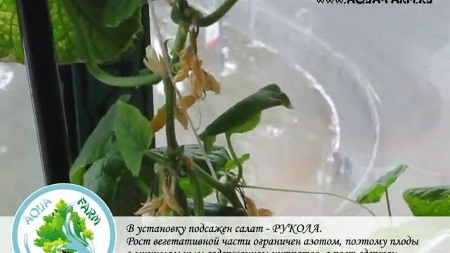 Выращивание огурцов на балконе дома. смотреть онлайн