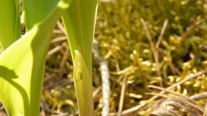 Ландыш майский (Convallaria majalis)