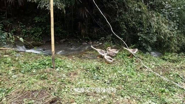 狼哥去哪都热闹！野人带我们去巡山，野蜂蜜太甜了只能吃一口！【流浪的独孤老狼】