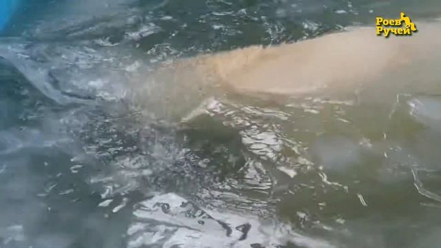 Белый медведь купается смотреть онлайн