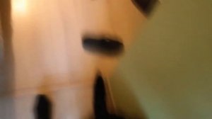 Щенок Бернского Зенненхунда рост за 6 месяцев