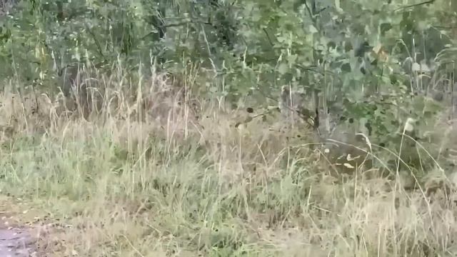 ОТДАЙТЕ МНЕ УРАЛКИНО МЯСО И САФАРА! ОЛЬГА УРАЛОЧКА LIVE.