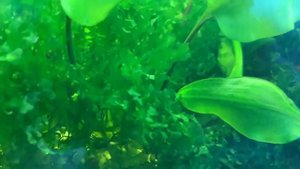 Аквариумные рыбки. Аквариум без подмен воды 2 года.
