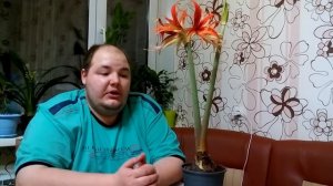 Гиппеаструм уход и стимуляция цветения в домашних условиях