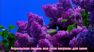 Bakr - Бакр ( Апрельский Сирень ) Official music ✨