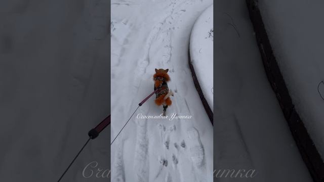 Вяжу комбинезон для собачки