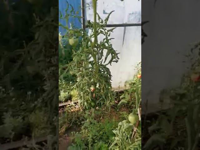 Кормилица микориза- супер результат!!!