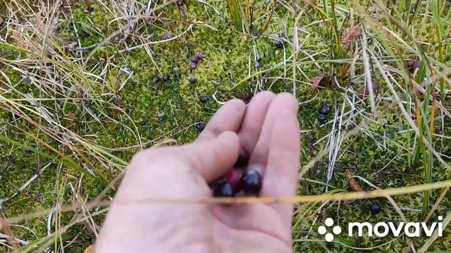 58 день сбора ягод. Последняя брусника. смотреть онлайн