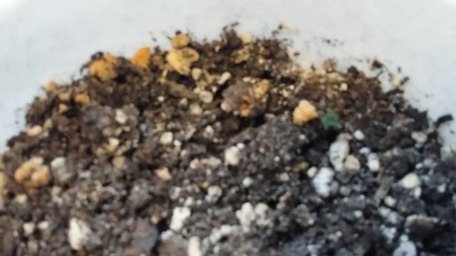 Ахименесы после посадки ризом . смотреть онлайн