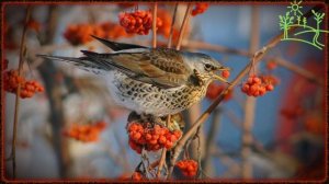 Голоса птиц Как поёт Дрозд Рябинник (Turdus pilaris).mp4