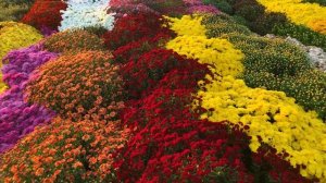 Обзор Хризантемы Мультифлора - Тифооси (Tifosi) 2021 г. | Кубаньсад