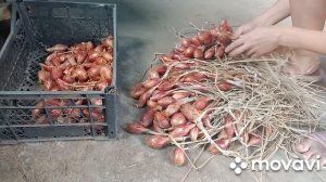 Как Заплести Лук в Косичку. Хранение лука на Зиму