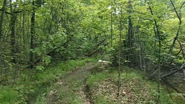 Восстановление щенка Американской Акиты после растяжения.