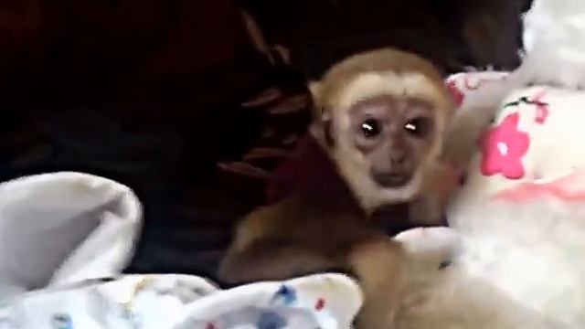 Обезьяна гиббон смотреть онлайн