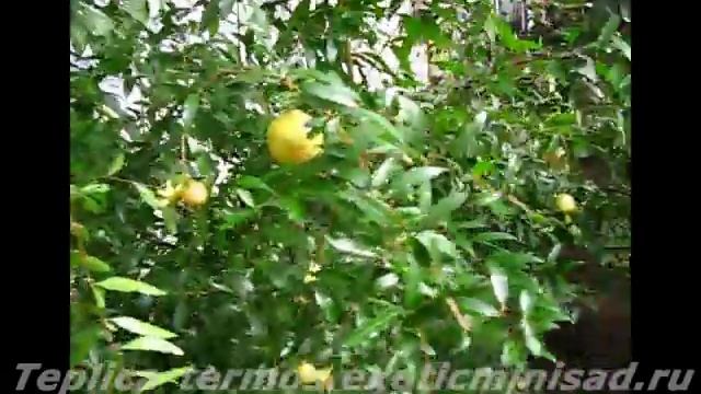 Гуава и гранат в теплице термос смотреть онлайн