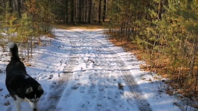 Неугомонные Хаски Айс и Жулька. Прогулка в лес. Лежит уже снег. смотреть онлайн
